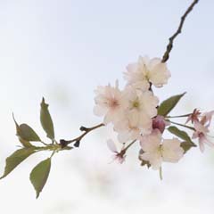 かれん　新潟　サンダースペリー化粧品　WELEDA（ヴェレダ）　naturaglace（ナチュラグラッセ）　正規代理店　春のお肌について